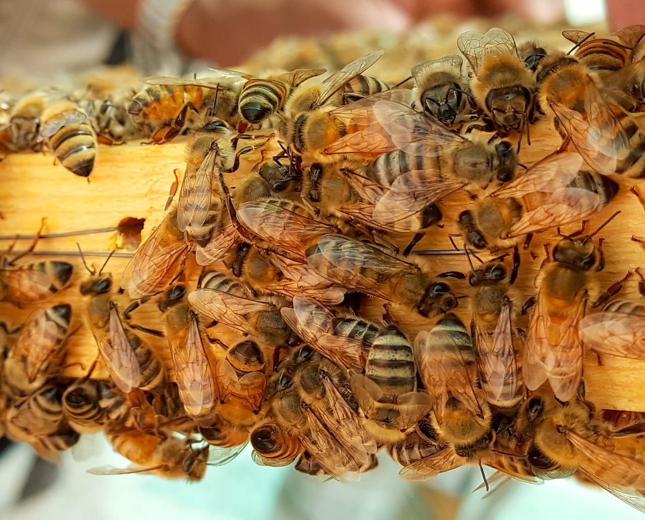Honeybees Can Do Basic Math