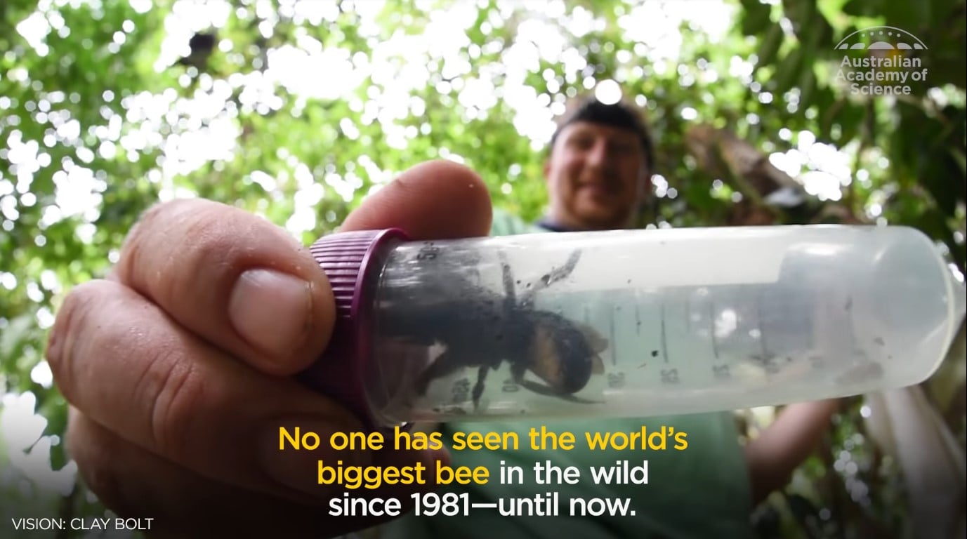 World's Largest Bee
