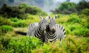 Zebras Have Stripes