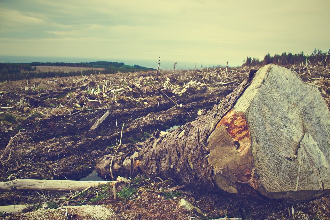 NYSE:BG fossil fuels deforestation Deforestation