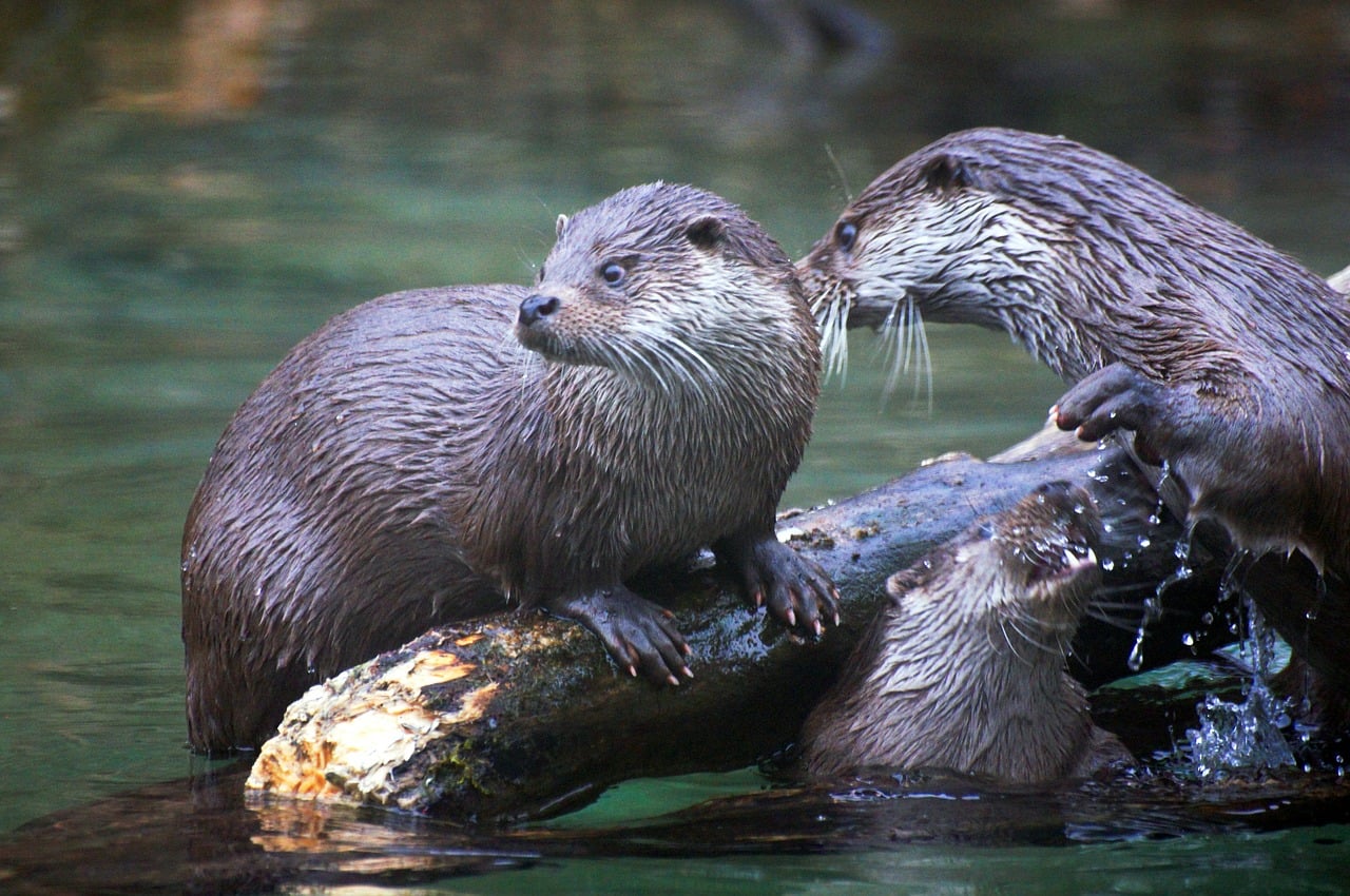 Sea Otters' Tools