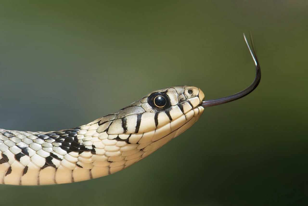 Top 10 Most Dangerous Snakes In The World