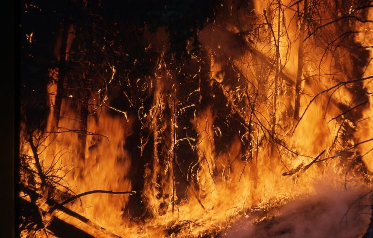 Top 10 Deadliest Wildfires In The Recorded US History