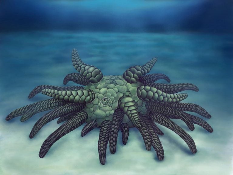 Scientists Reconstruct Monstrous Fossil Of Cthulhu Sea Cucumber