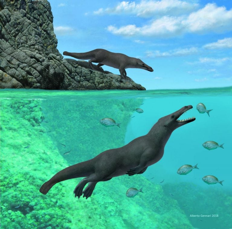 Discovery Of An Ancient Four-Legged Whale Baffles Scientists