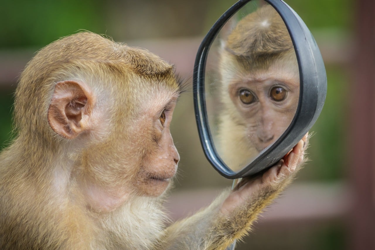 Human Brain Gene In Monkeys