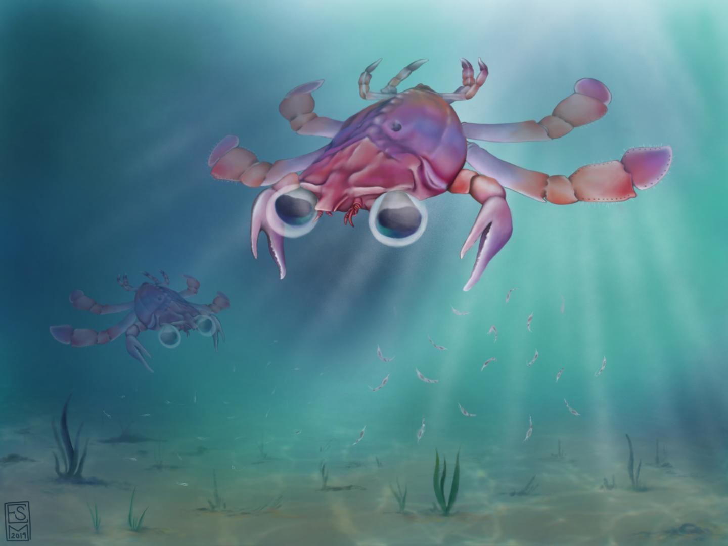 Platypus Crab