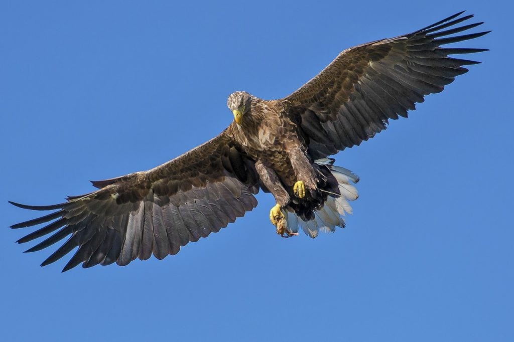 Top 10 Highest Flying Birds In The World