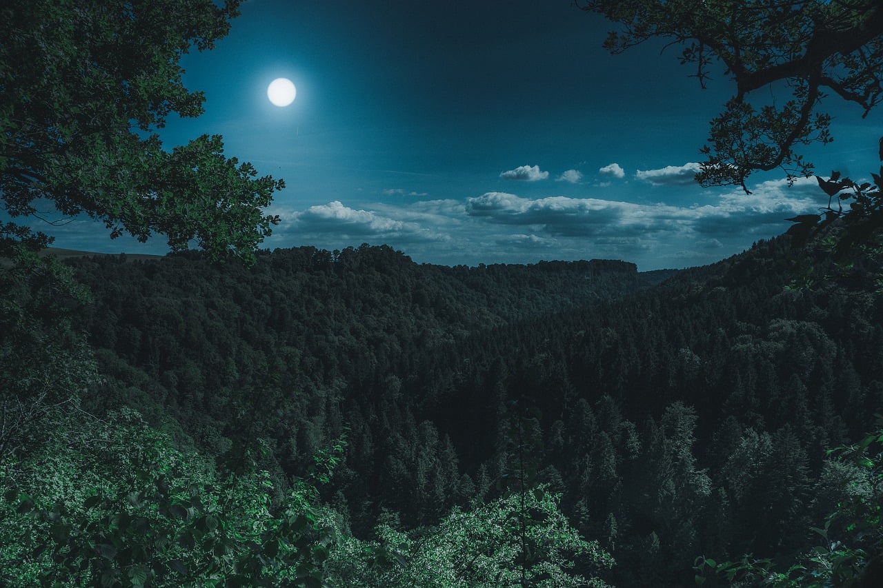Top 10 Countries With Largest Forest Cover