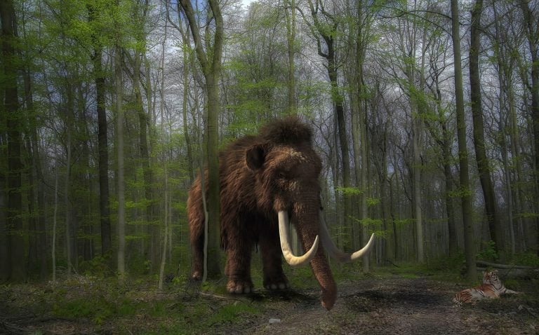 Woolly Mammoths And Neanderthals Could Have Shared Similar Genes