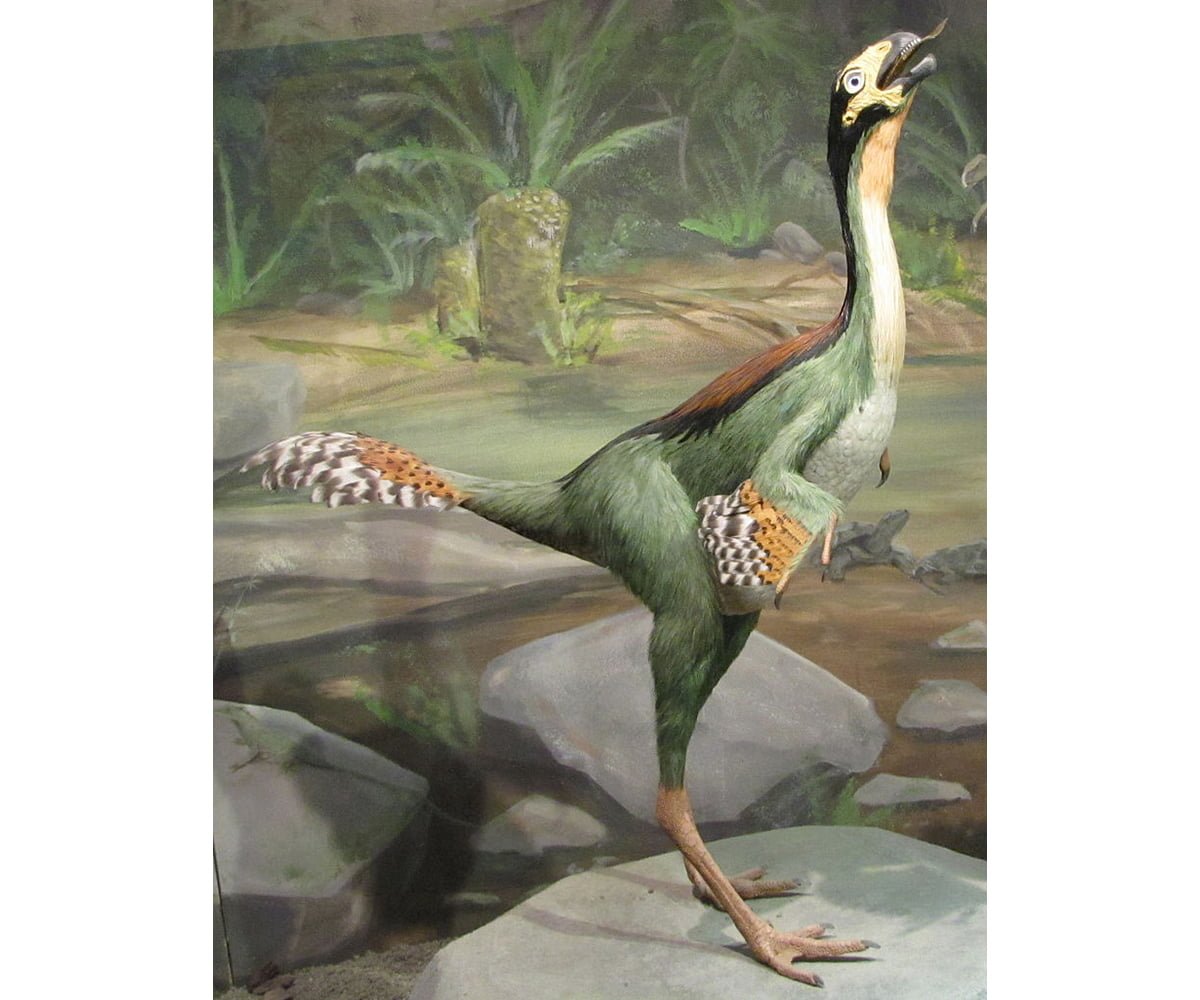 Caudipteryx Running Dinosaur Robot