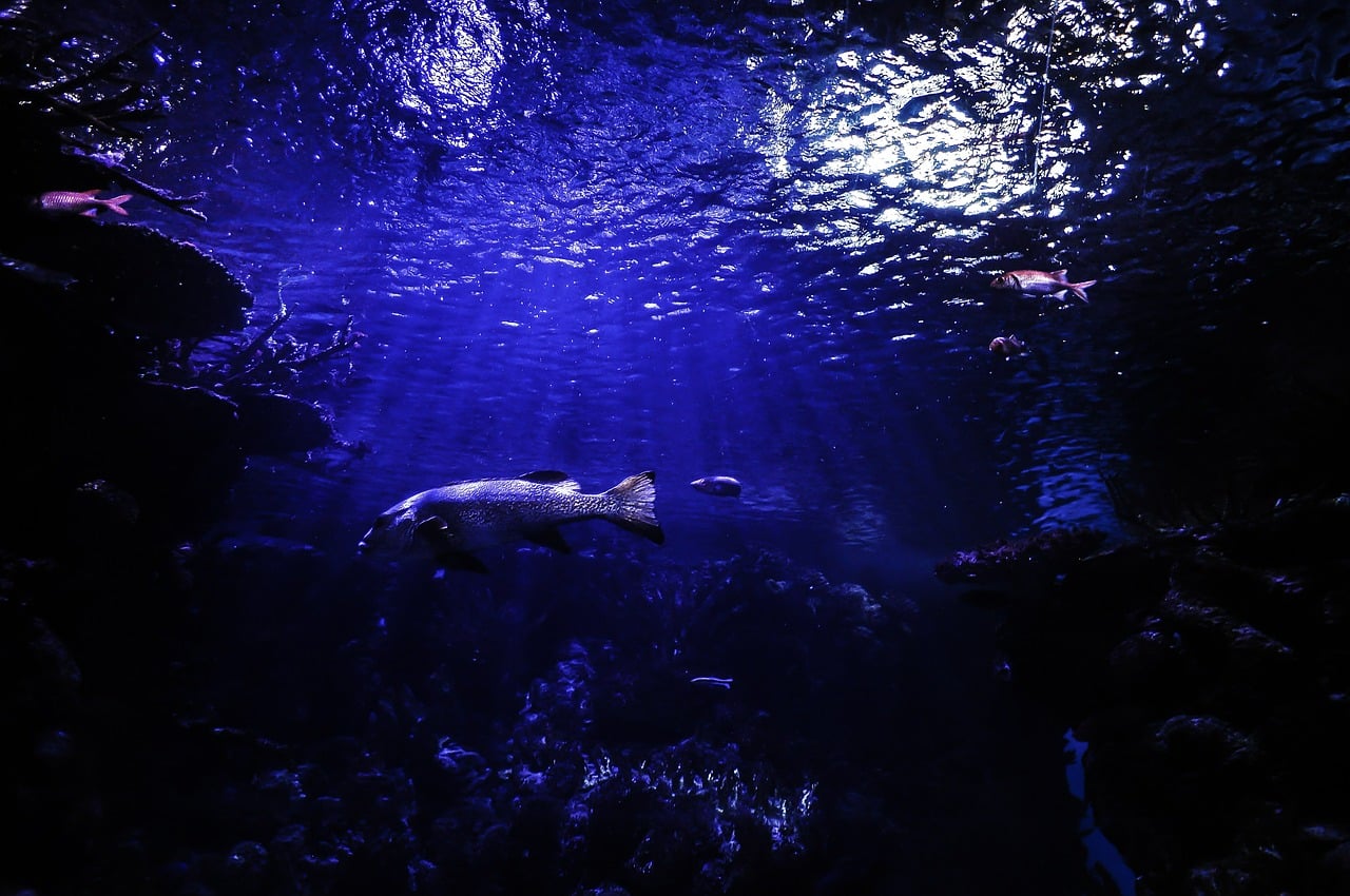 Deep Ocean Fish