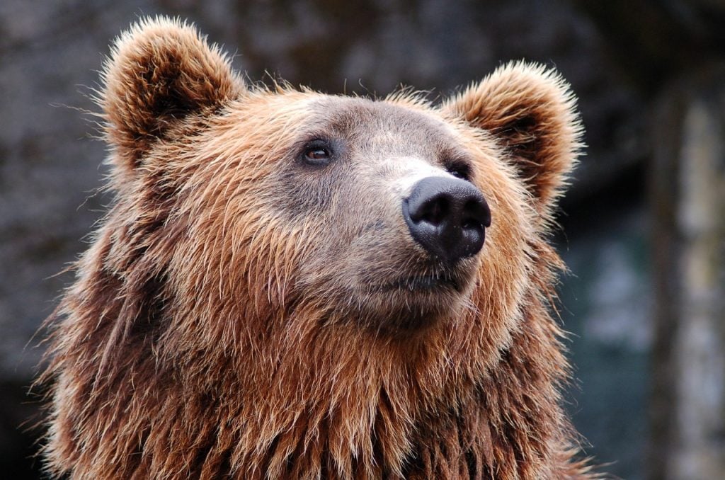 himalayan brown bear