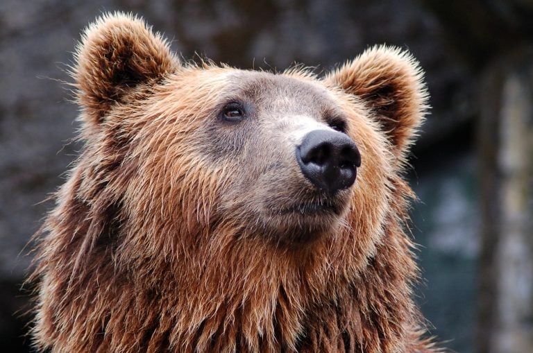 Video Raises Awareness For Himalayan Brown Bear