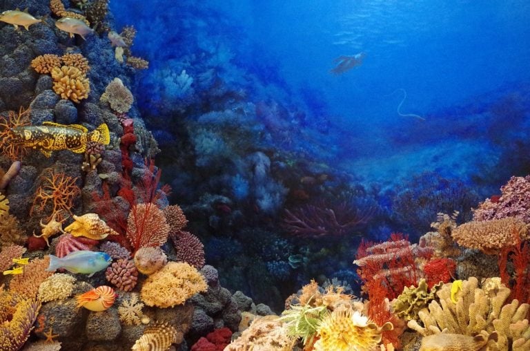 Guide Suggests How To Help Save Coral Reefs From Climate Change