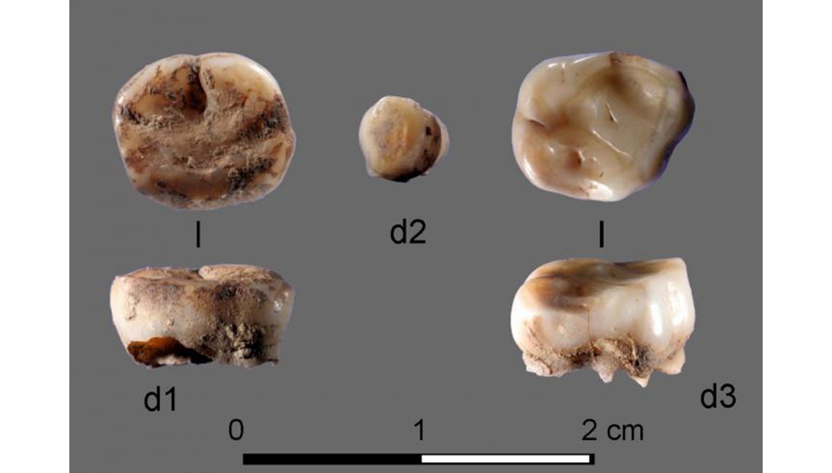 31000-Year-Old Teeth
