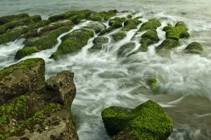 Harmful Algal Bloom