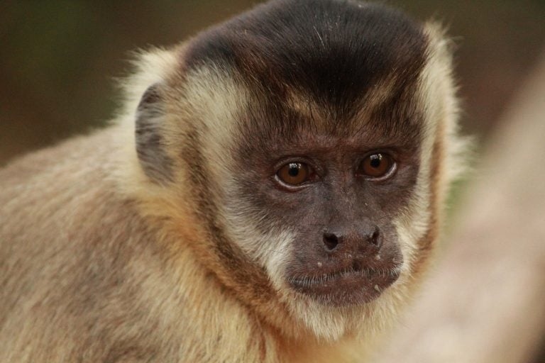 Scientists Find Evidence Of Capuchin Monkeys Using Tools