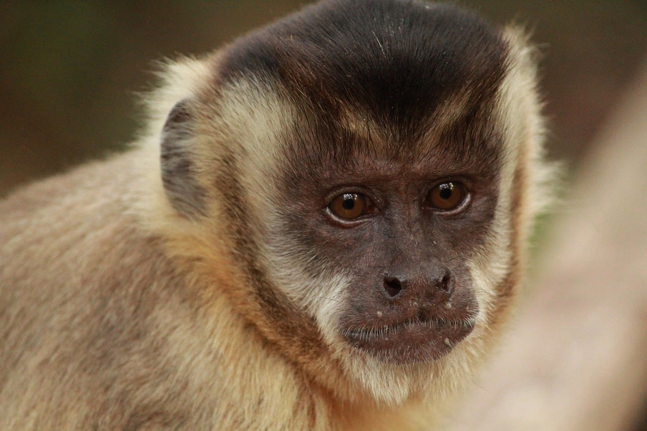 Capuchin Monkeys