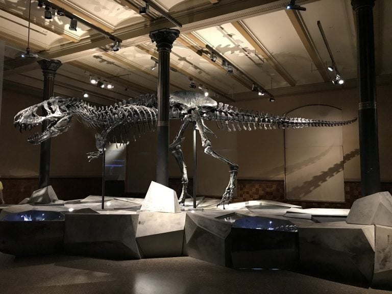 Dinosaur Bones Are Rich In Microscopic Life, Scientists Say