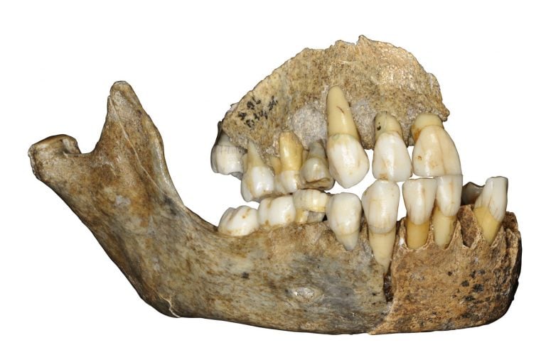 Ancient Bones Shed Light On The History Of Neanderthals In Europe