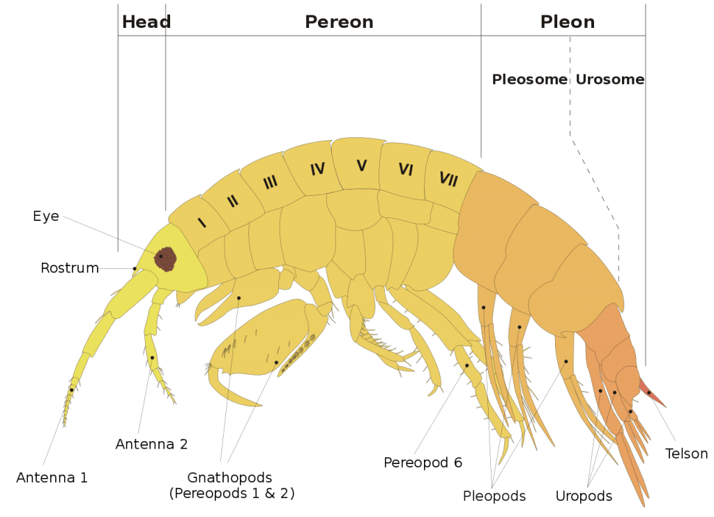 Killer Shrimps