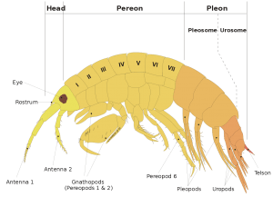 Killer Shrimps
