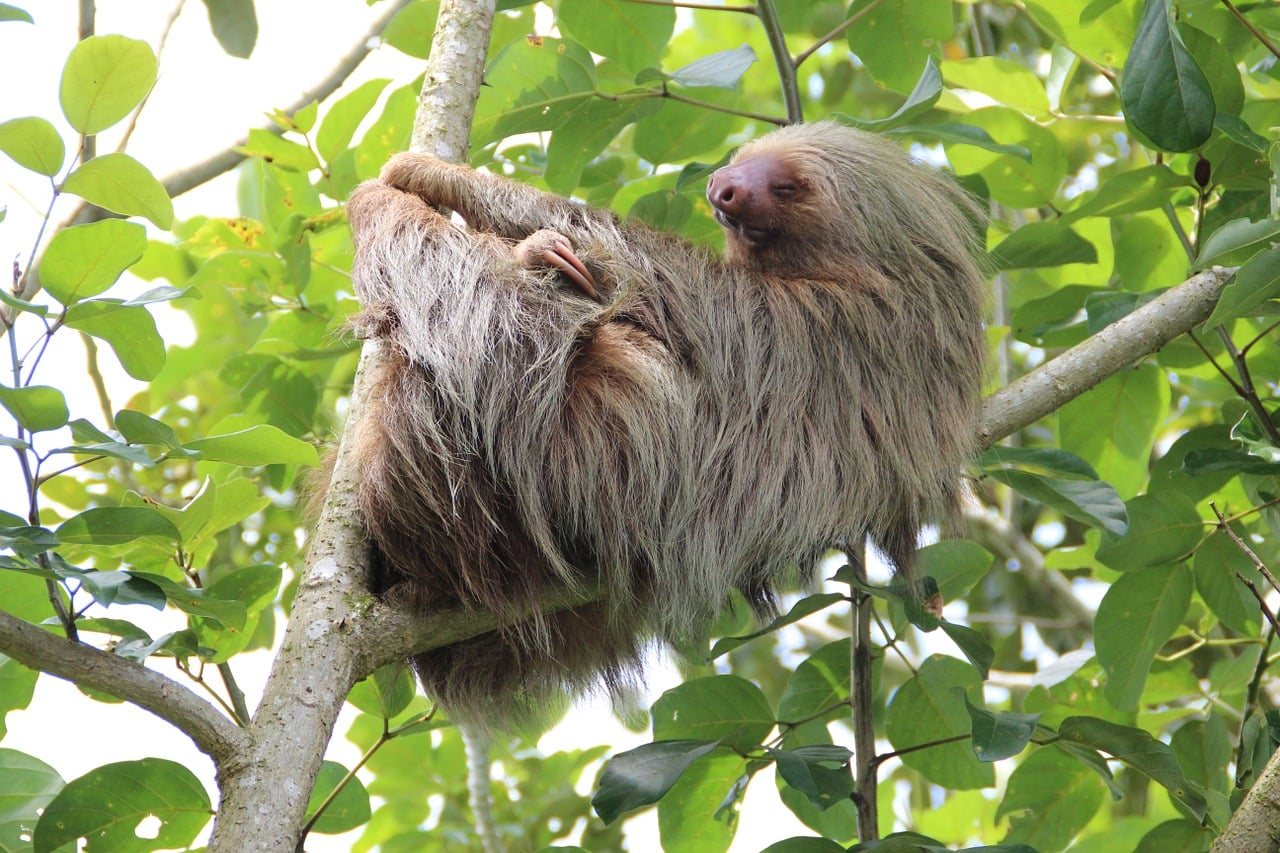Sloth Family Tree