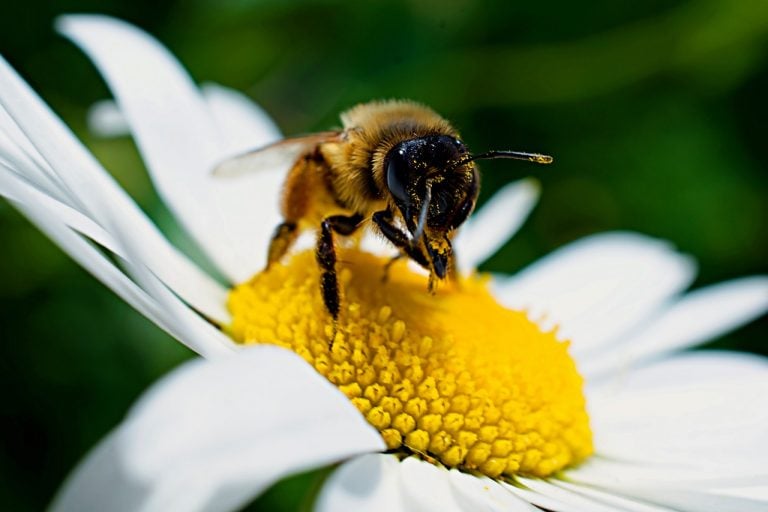 Bees Can Recognize Numerical Symbols Like Humans