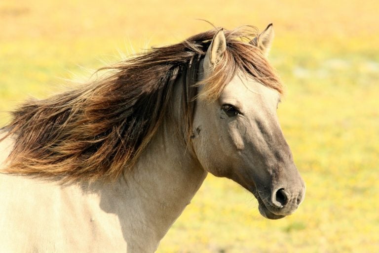 Big Win For Animal Welfare; Treatment Of Wild Horses And Burros Still Unsettled