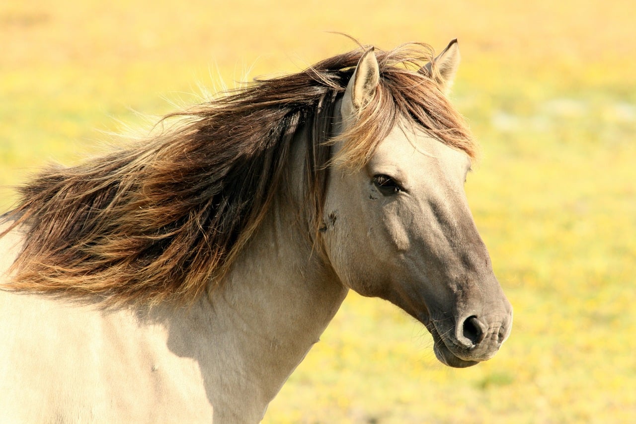 Wild Horses And Burros