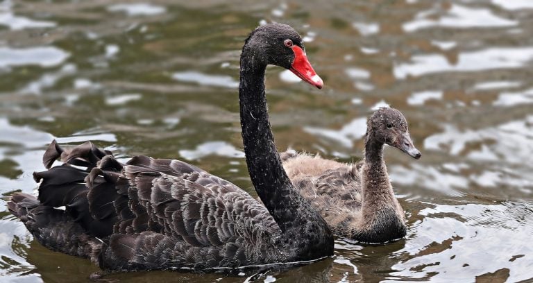 The Black Swan Concept Confuses Our Understanding Of How Stock Investing Works More Than It Illumines It