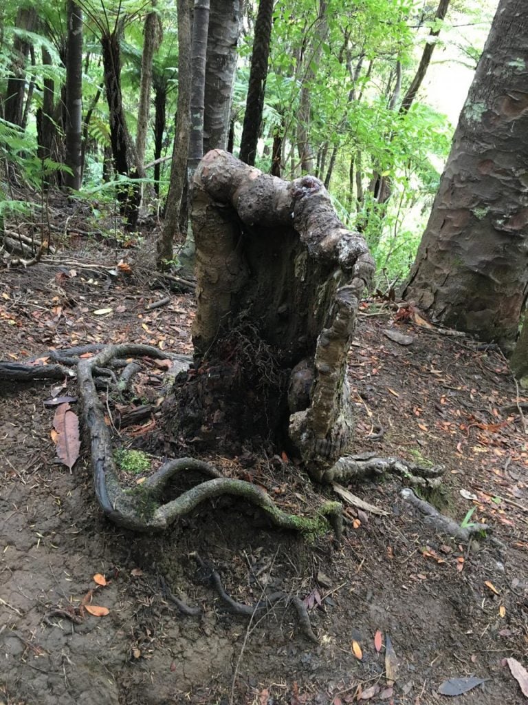 Living Tree Stump Refuses To Die, Thanks To The Neighboring Trees