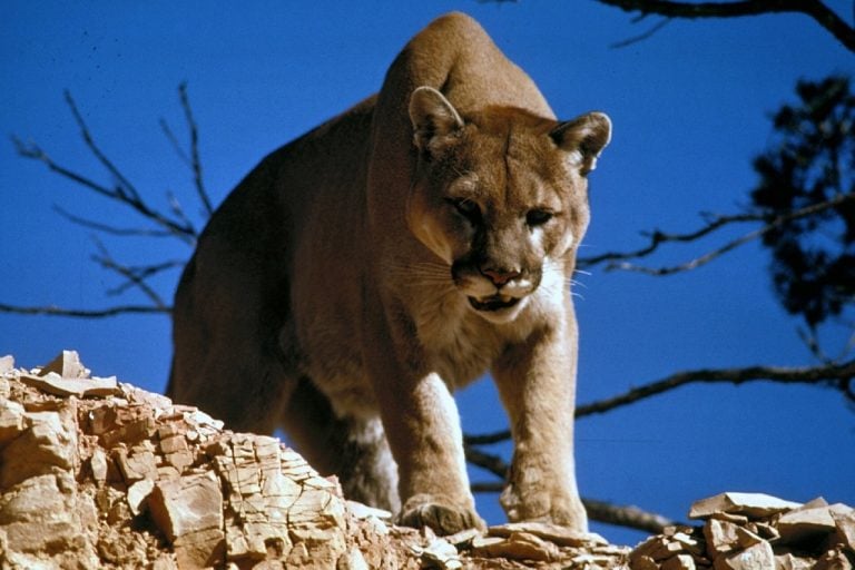 Mountain Lions Flee When They Sense The Presence Of Humans