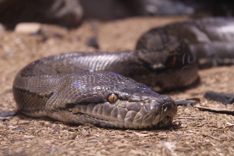 Watch This Vicious Python Swallow Crocodile Mercilessly