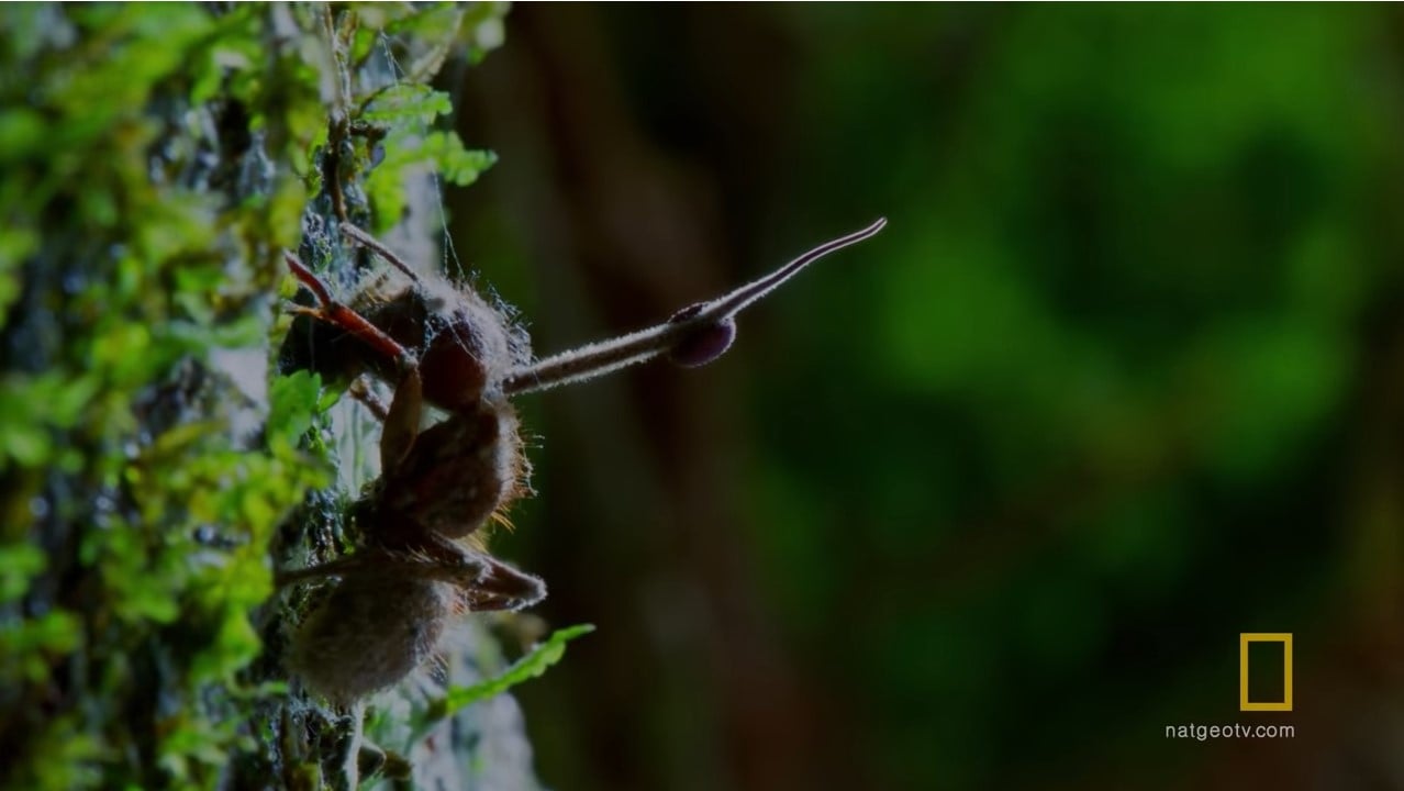 Zombie-Like Behavior in Ants