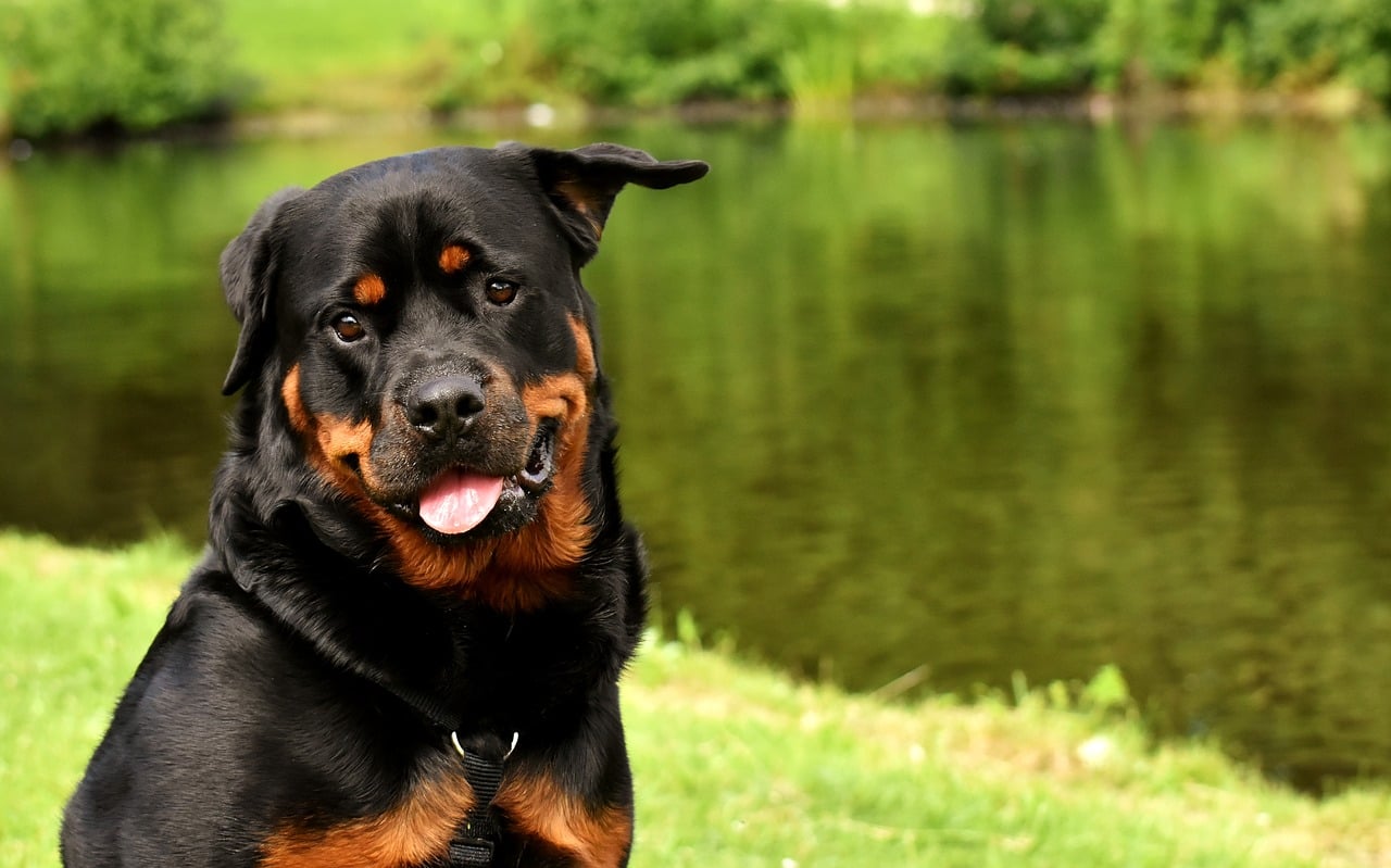 top 10 friendliest dogs