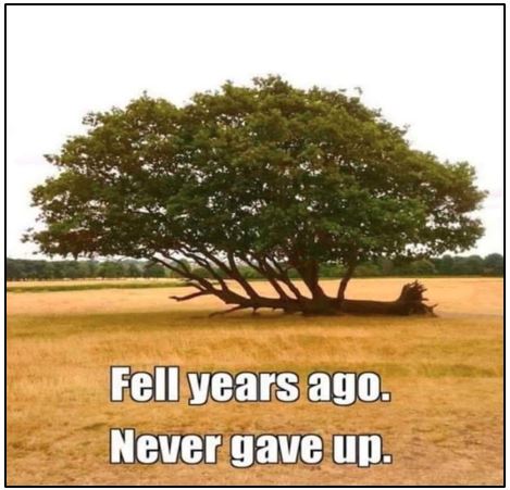 Never Give Up