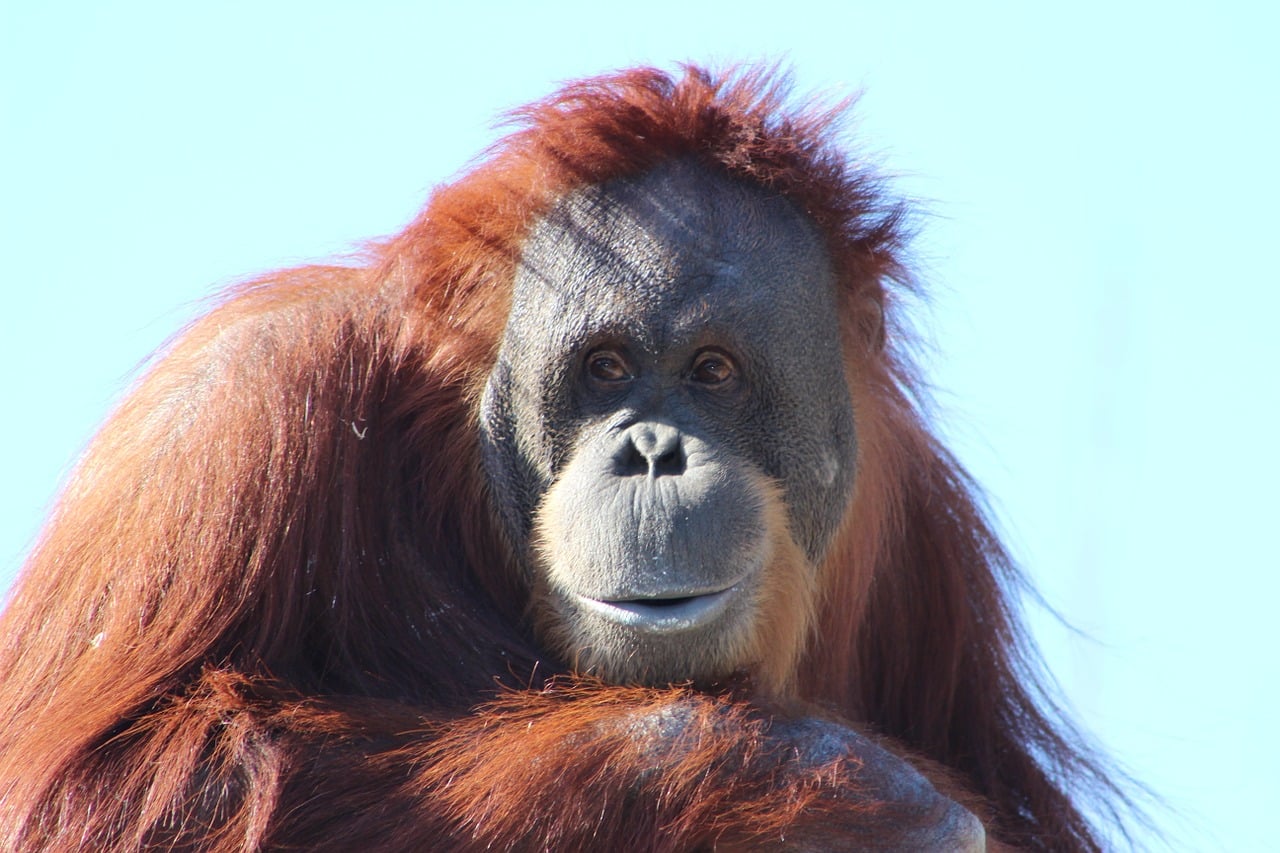 Tapanuli Orangutan