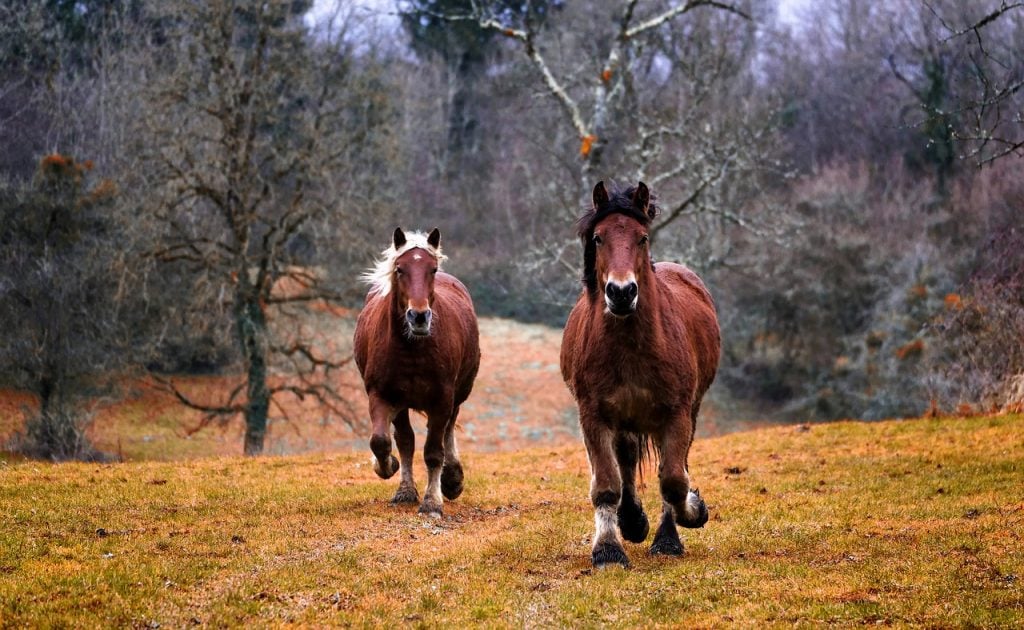 Wild horse fire brigade