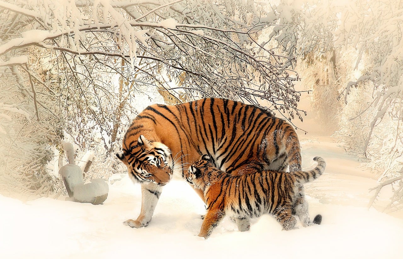 tiger management group Tiger Cub Stephen MandelChris Shumway Capital Tiger