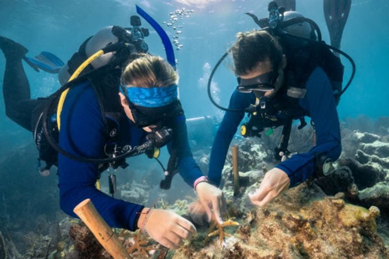 NOAA to announce major Florida Keys coral reef restoration effort