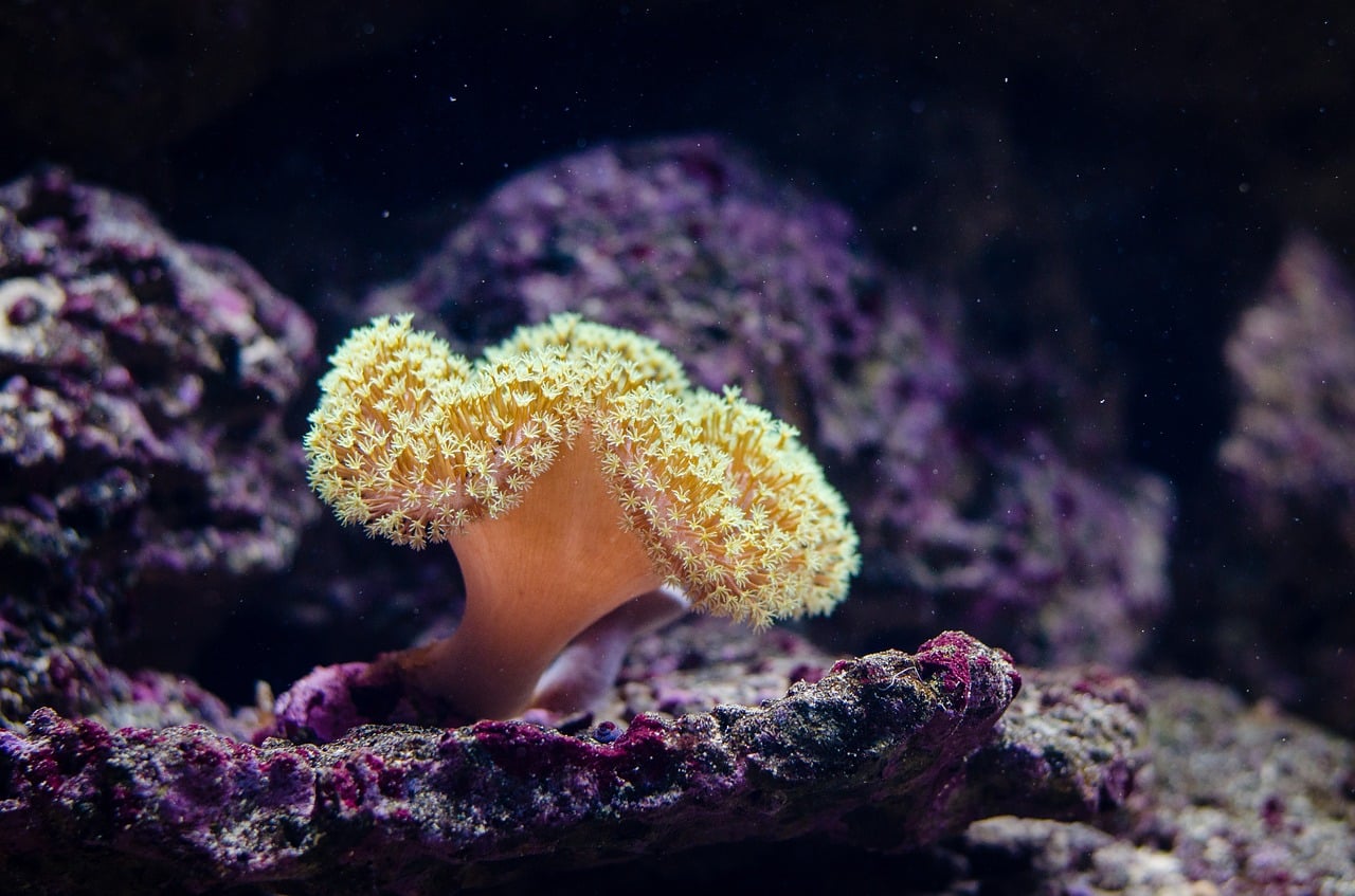 Great Barrier Reef