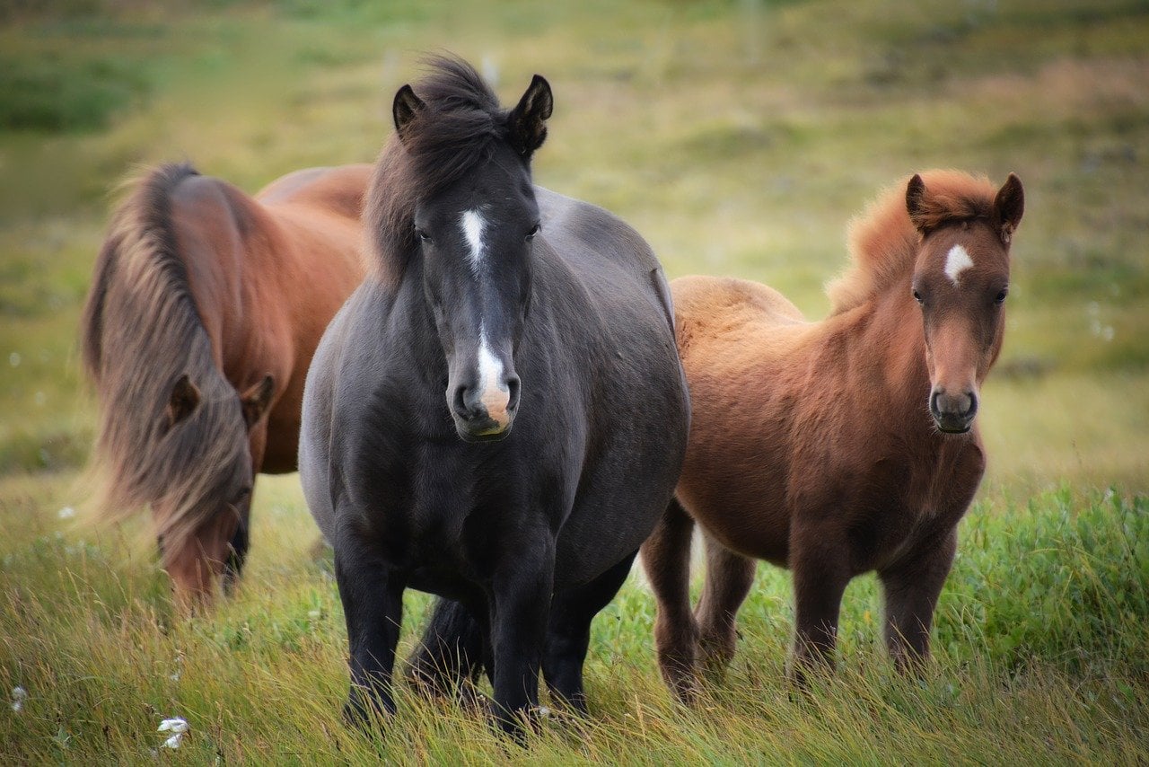 Wild Horses Horses Musk