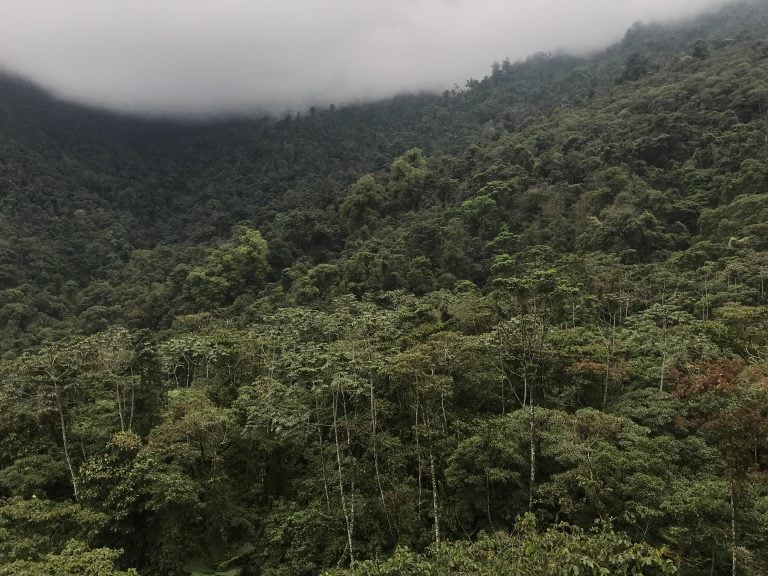 Conserve an acre of forest in Guatemala’s northern highlands