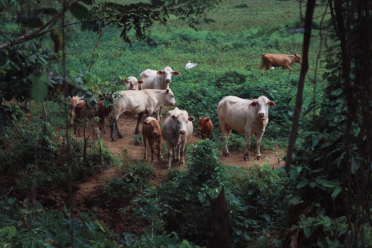 Cattle Feeders USMCA Relief cattle industry