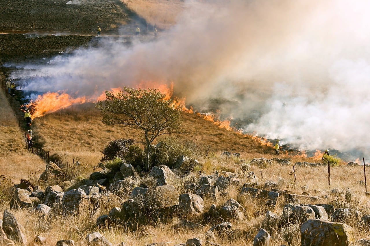 Wildfires Impact Amazon Fires Australian Crypto Bushfire Fundraiser