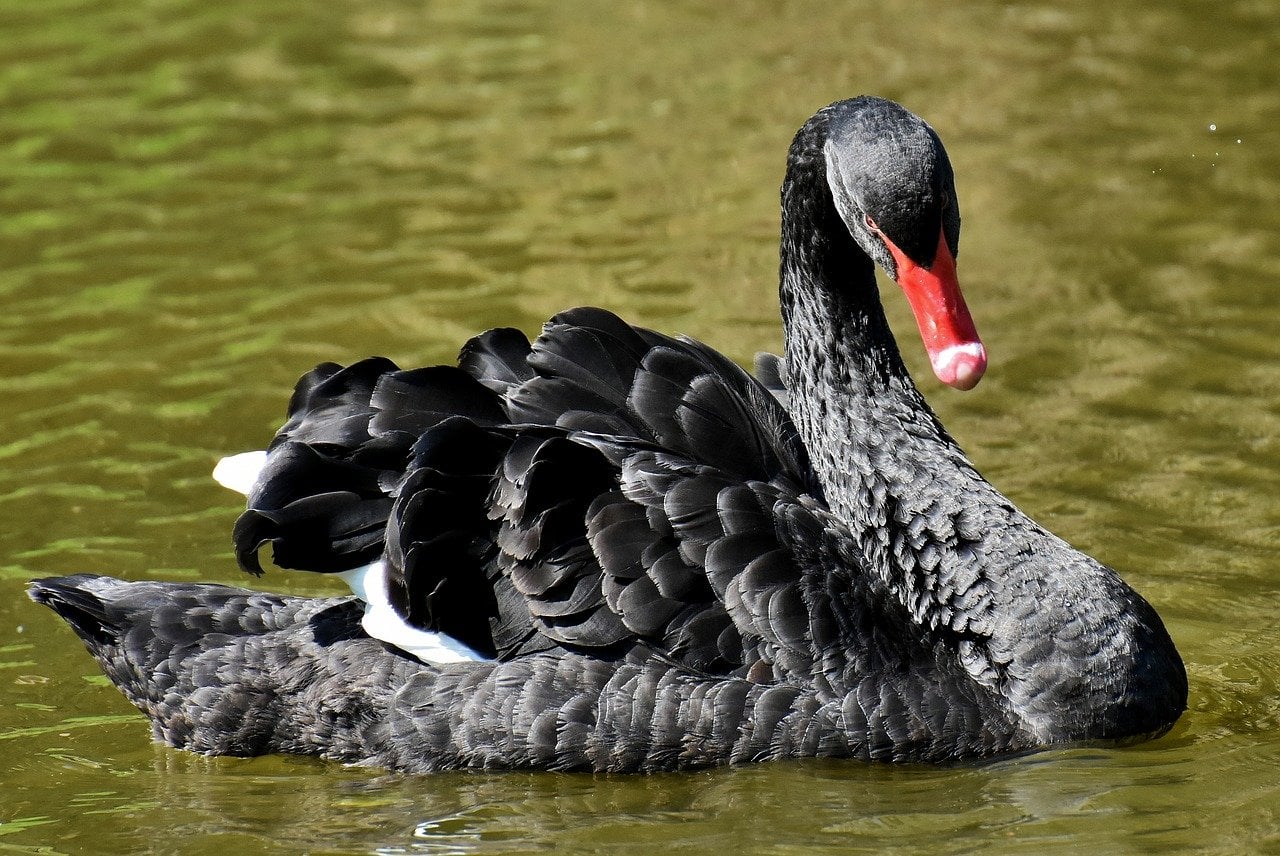 Black swan event