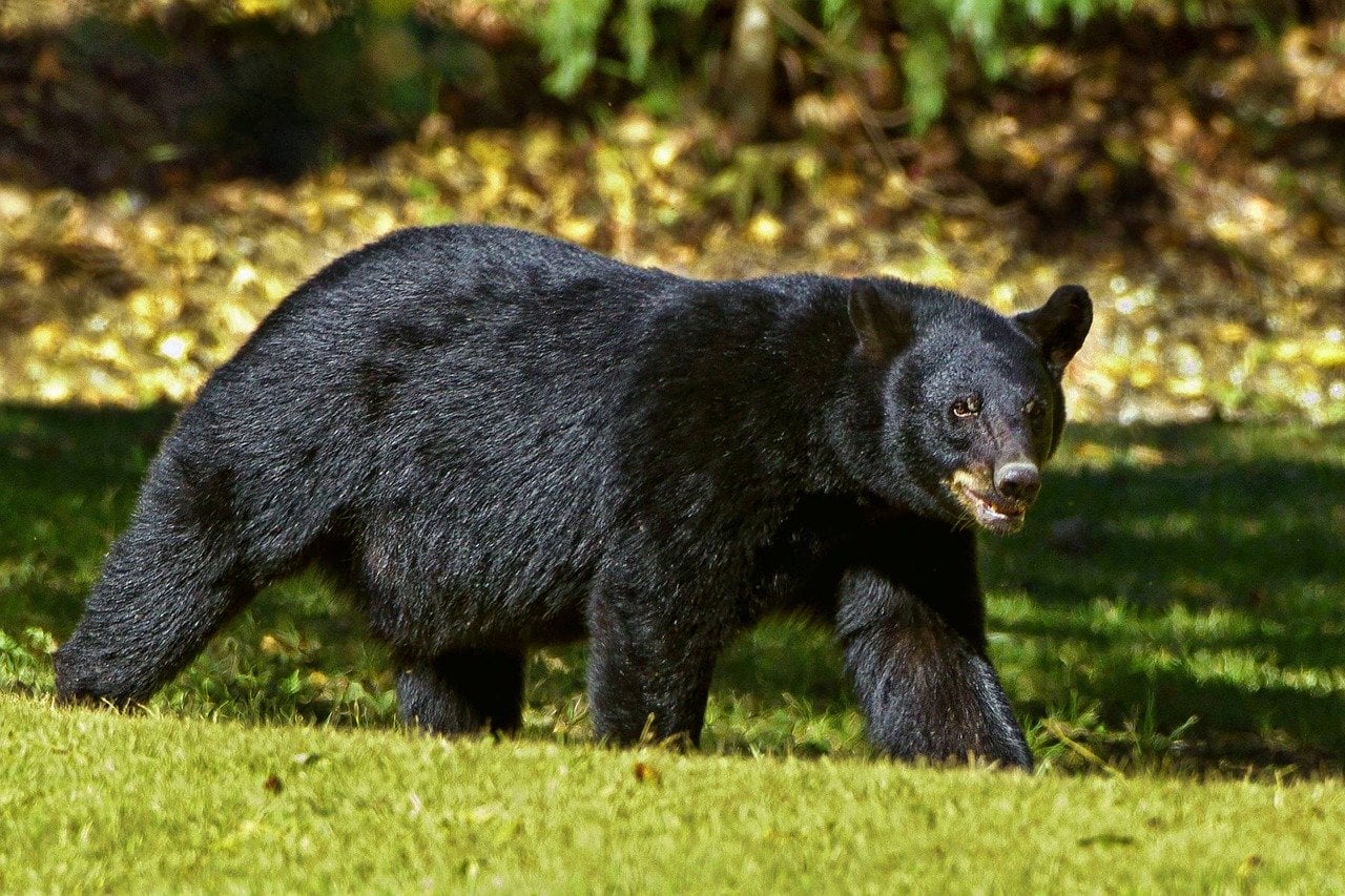 bear market jim rogers Bear Market Rallies