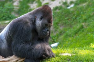 Virunga National Park